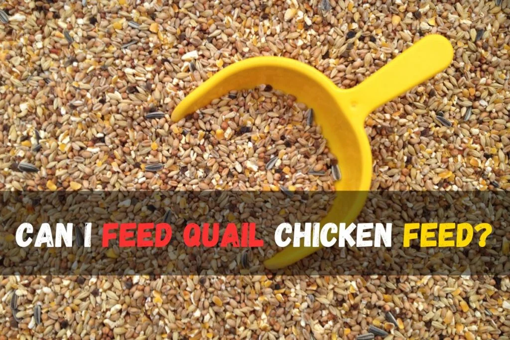 Can I Feed Quail Chicken Feed?