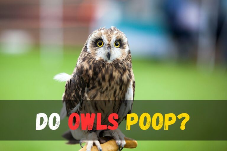 Do Owls Poop? Learn Secret and Discover the Fascinating Truth