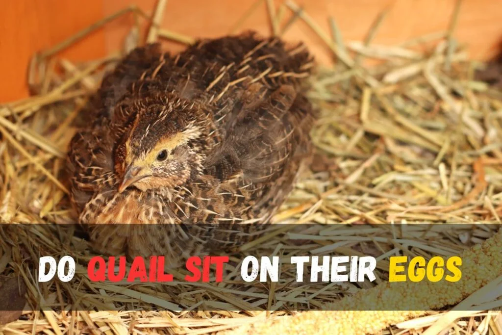 Do Quail Sit on Their Eggs