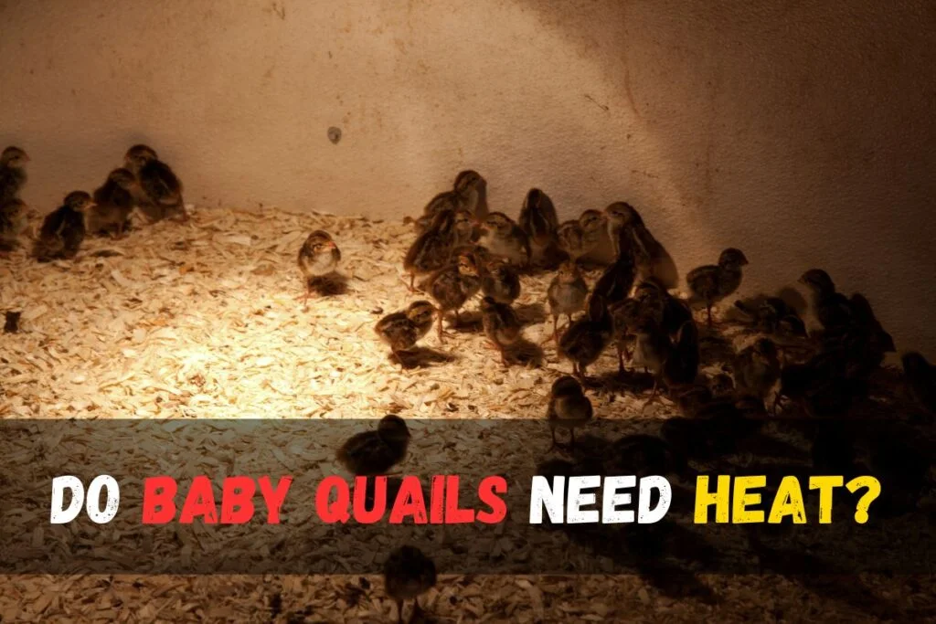 Do baby quails need heat?