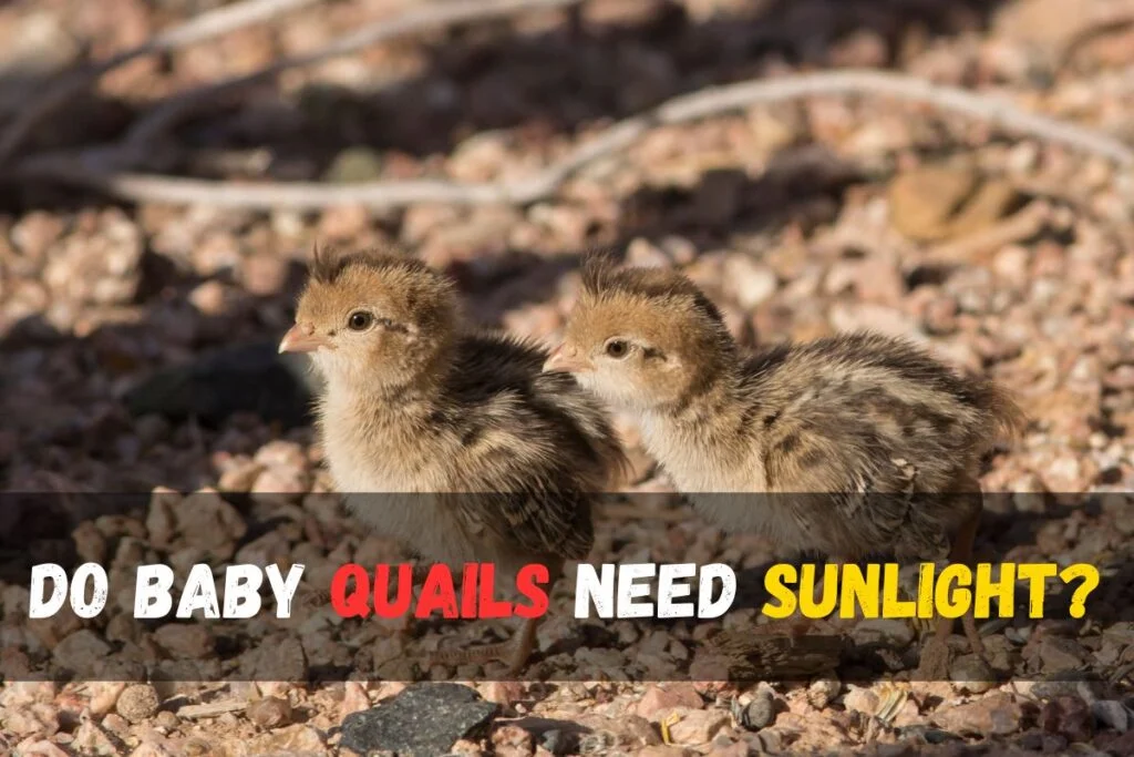 Do baby quails need sunlight?