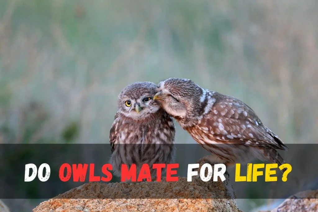 Do Owls Mate for Life