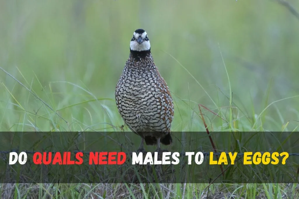 Do quails need males to lay eggs
