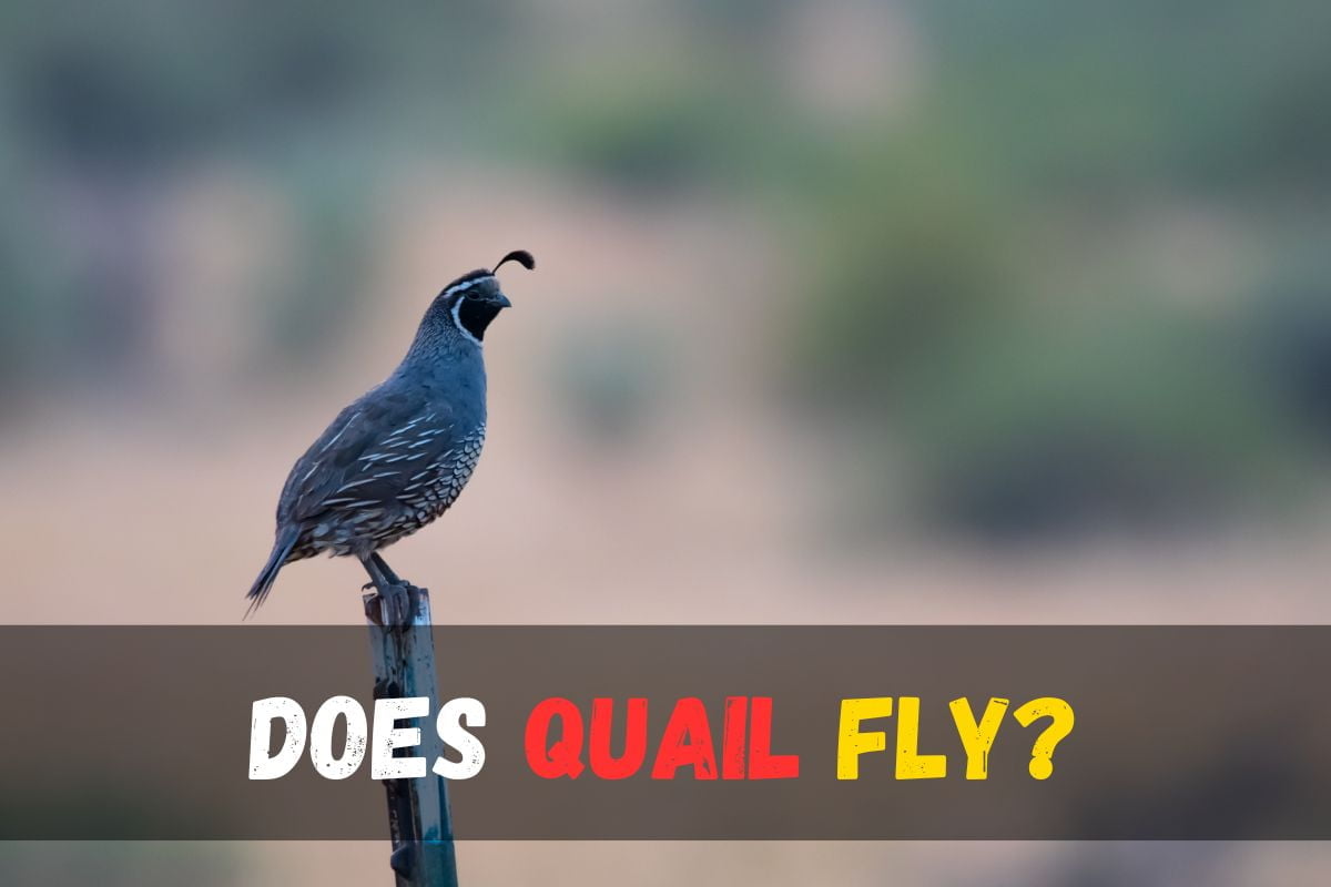 Does Quail Fly?