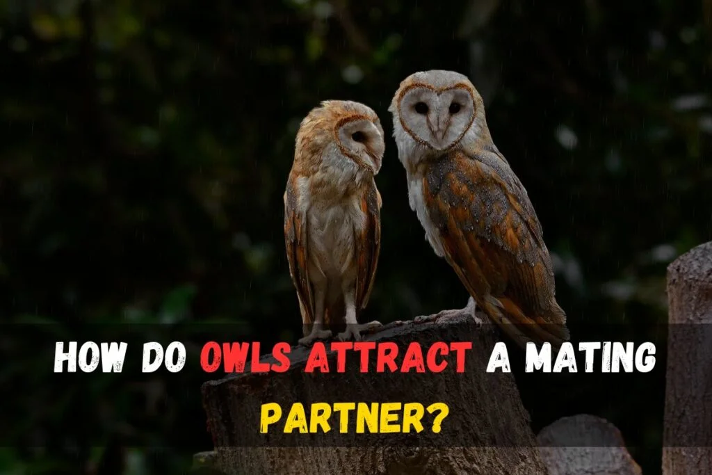 How Do Owls Attract a Mating Partner