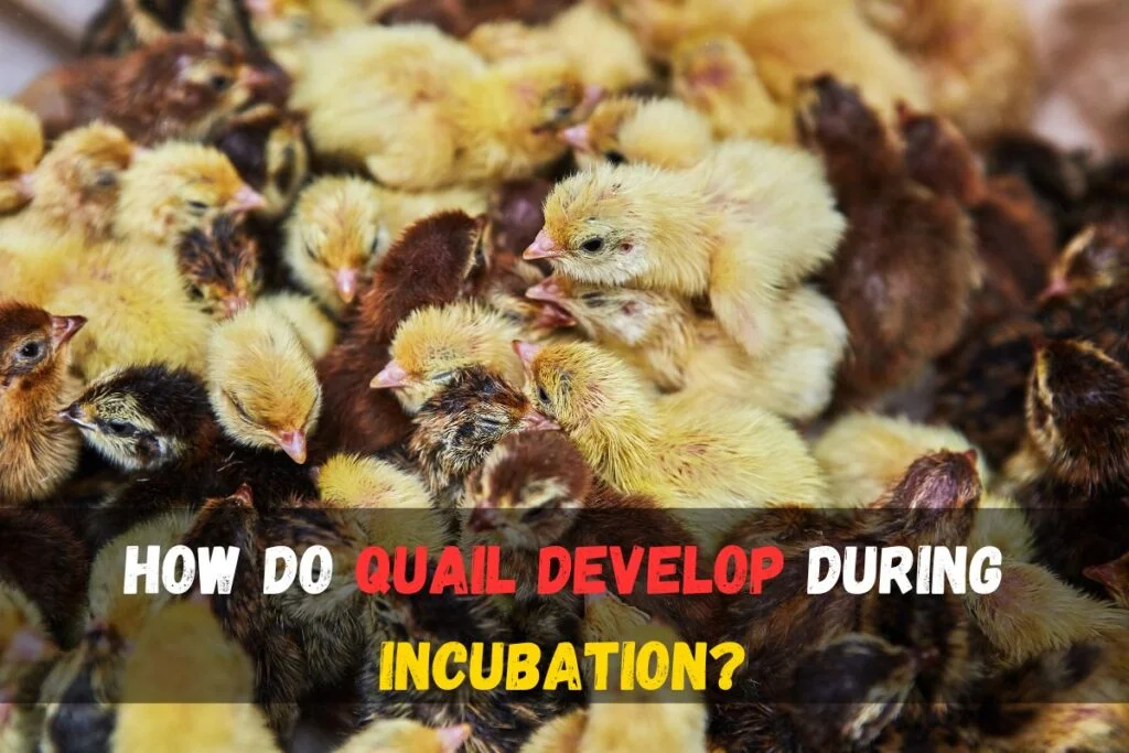 How Do Quail Develop During Incubation