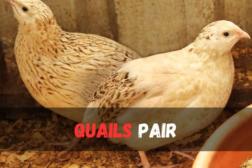 male and female quail