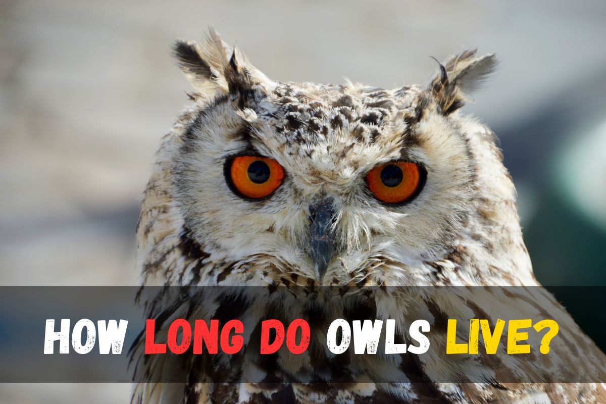 How long do owls live
