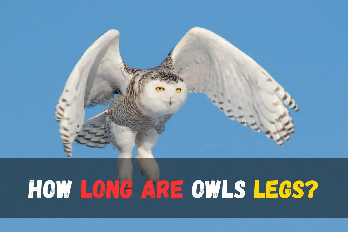 How Long Are Owls Legs? Discover the Fascinating Anatomy