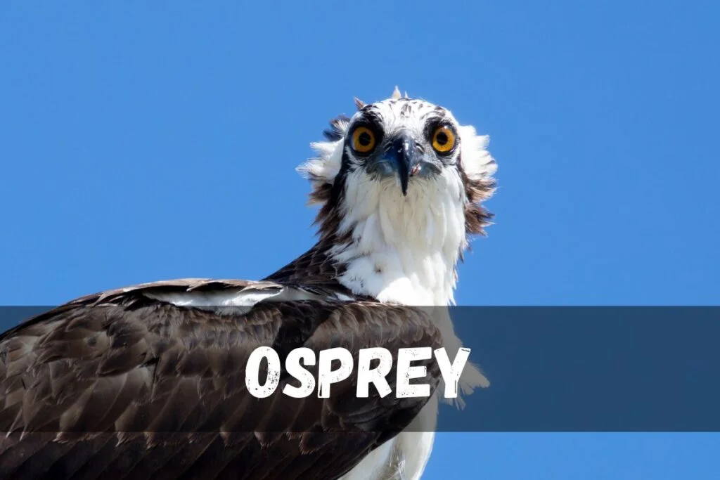 Osprey