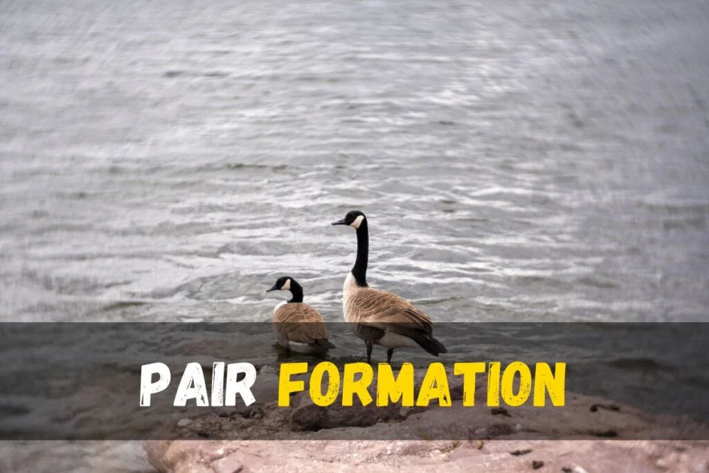 Pair Formation