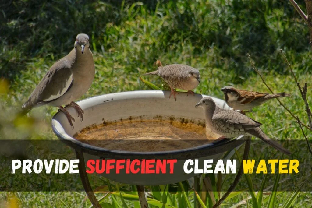 Provide sufficient clean water
