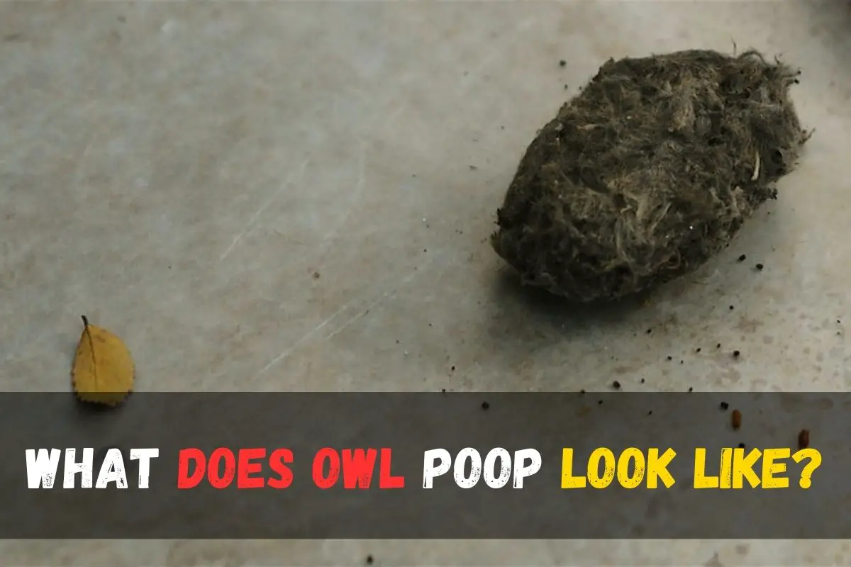 Do Owls Poop? Learn Secret and Discover the Fascinating Truth