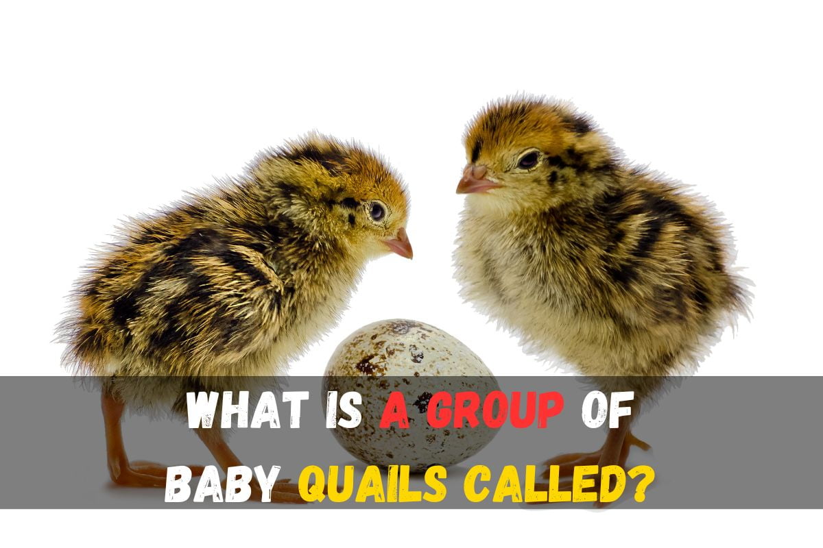 What is group of Quail called? Discover fascinating collective nouns