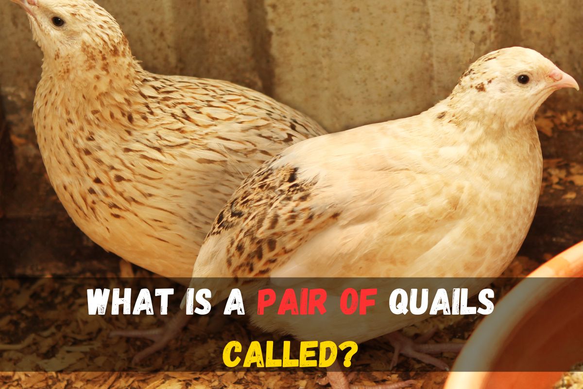 What is group of Quail called? Discover fascinating collective nouns