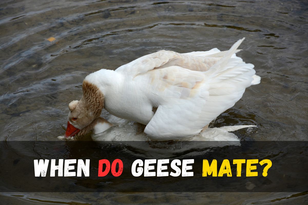 When Do Geese Mate?