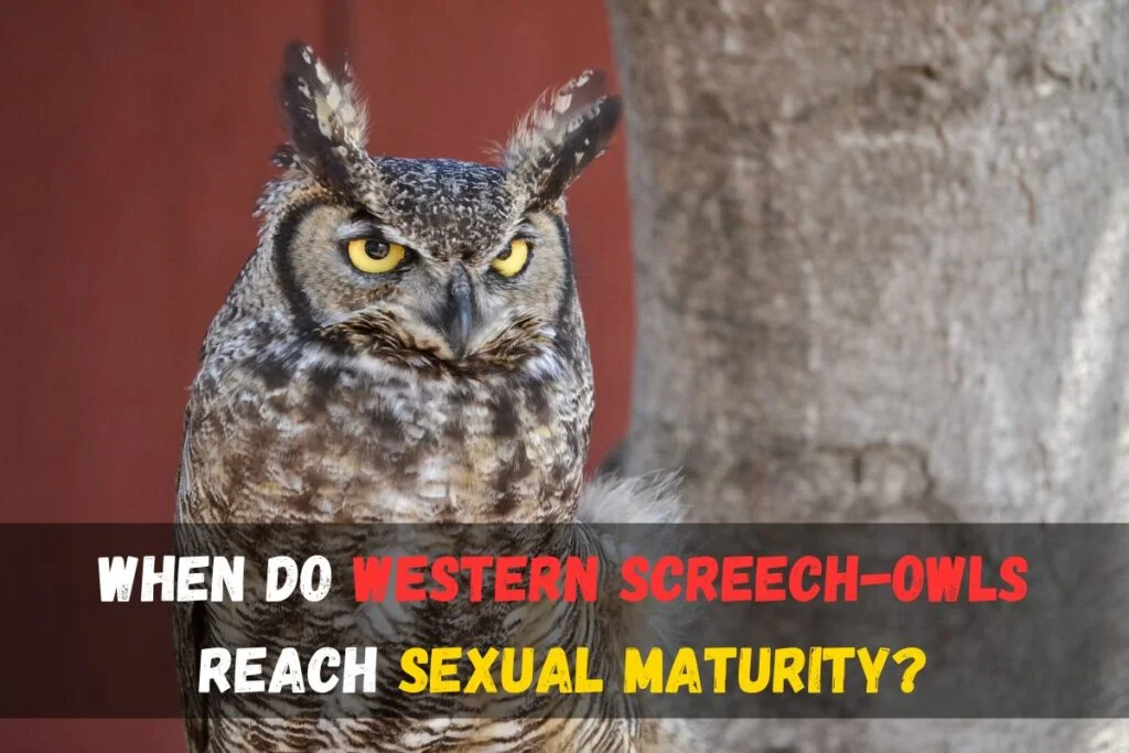 When do Western Screech-Owls reach sexual maturity