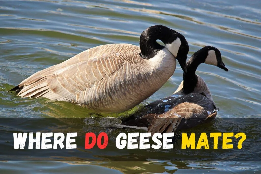 Where Do Geese Mate?
