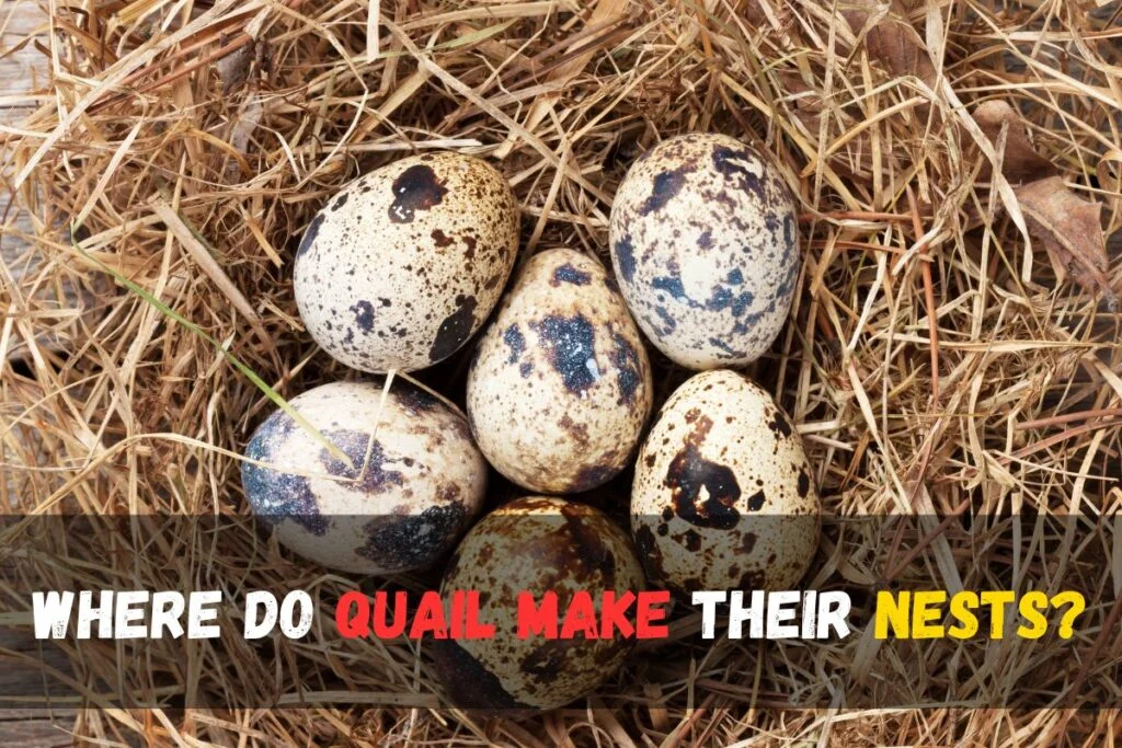 Where Do Quail Make Their Nests