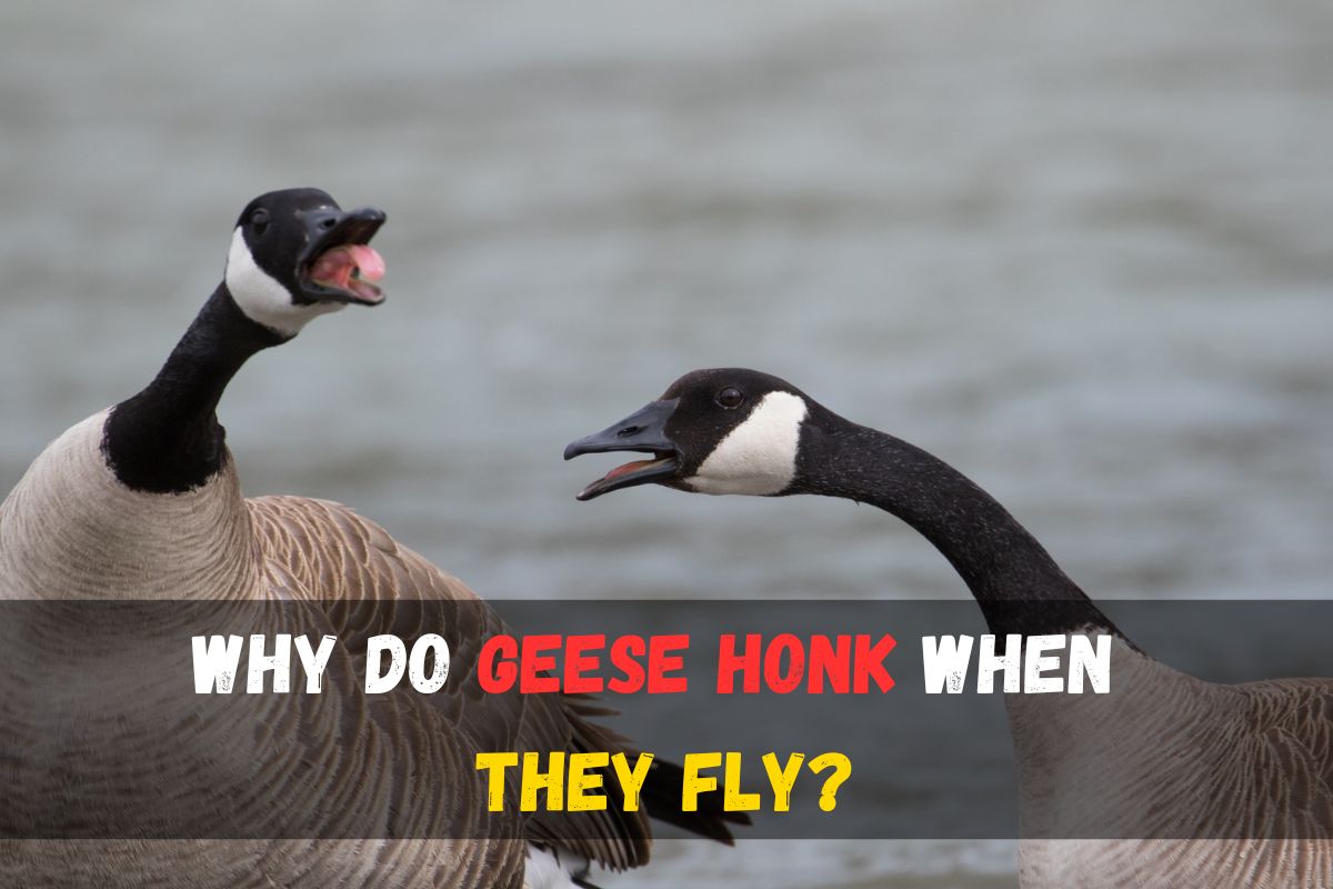 Why do geese honk when they fly