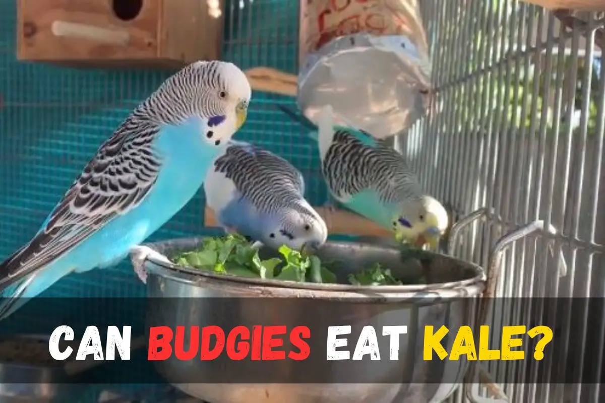 can budgies eat kale
