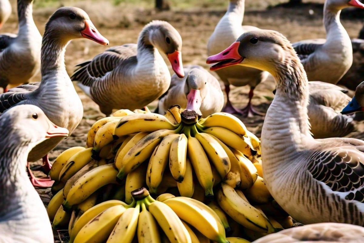 geese offering banana treat