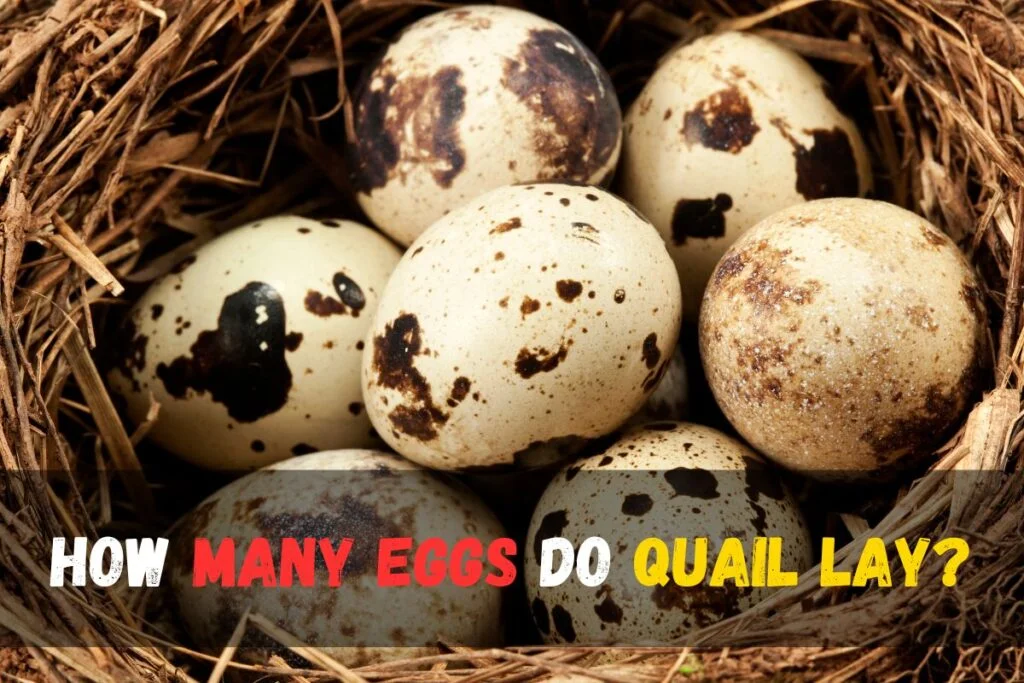 how many egg do quail lay
