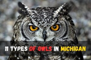 11 Types of owls in Michigan