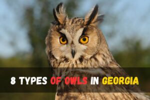 8 Types of Owls in Georgia
