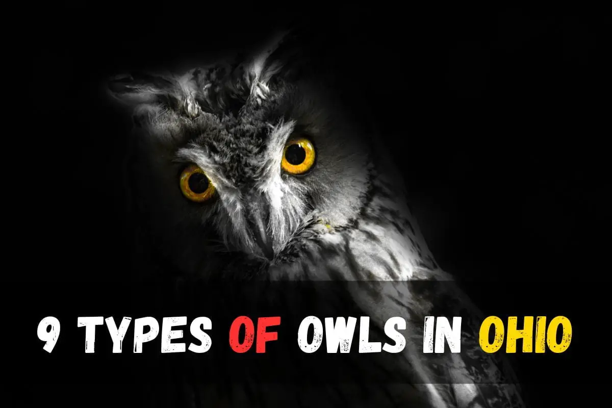 Discover the 9 Types of Owls in Ohio: A Comprehensive Guide