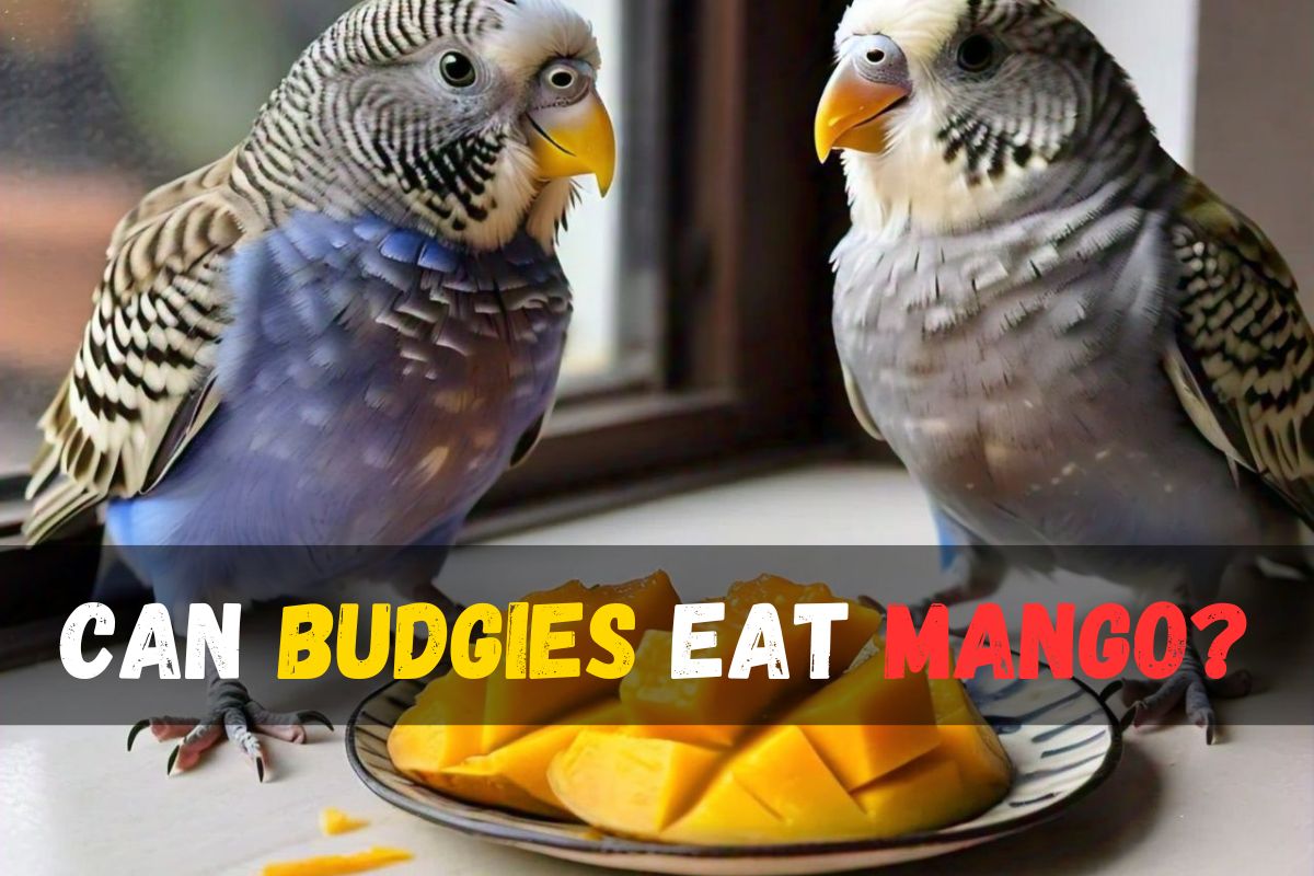 Can Budgies Eat Mango?