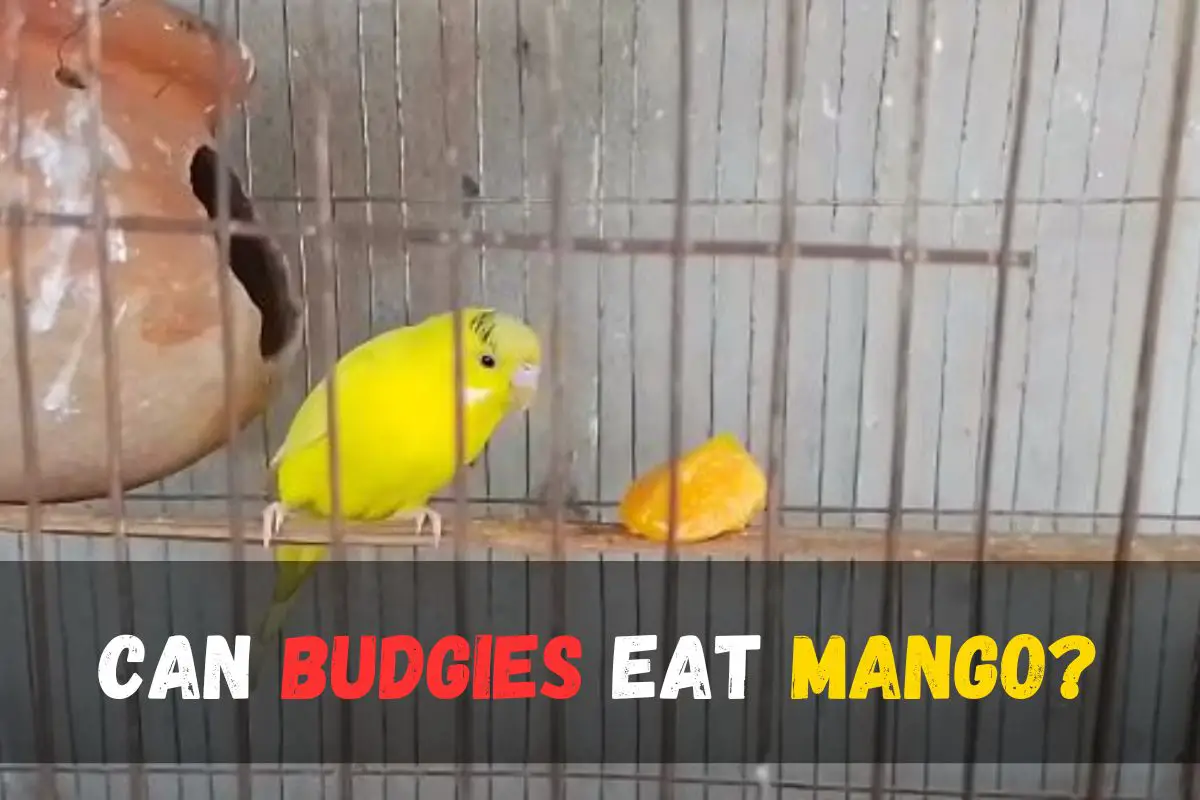 Can Budgies Eat Mango