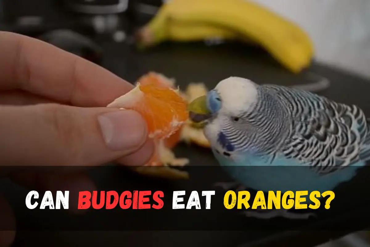 Can Budgies Eat Oranges