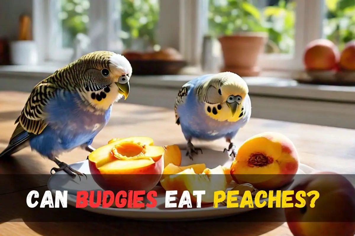 Can Budgies Eat Peaches?