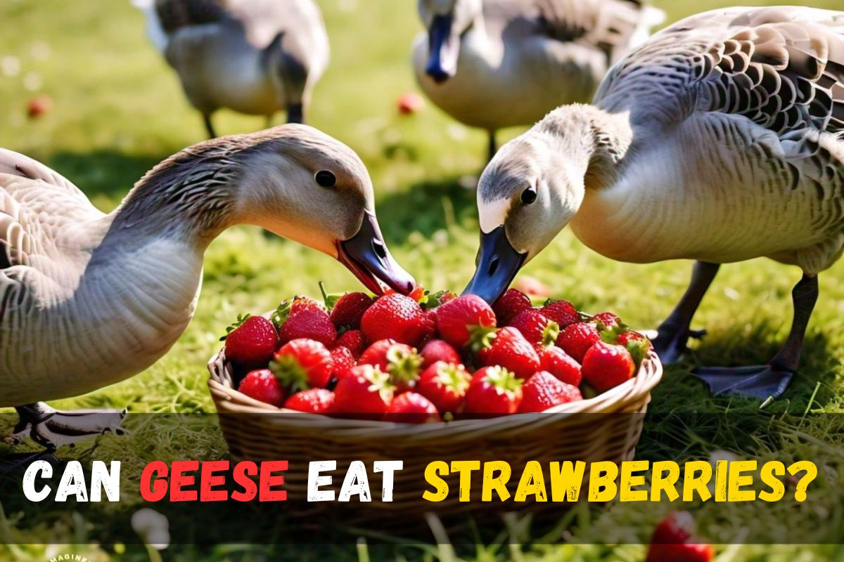 Can Geese Eat Strawberries