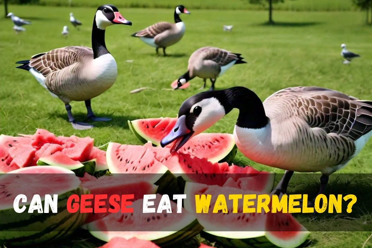 Can Geese Eat Watermelon?