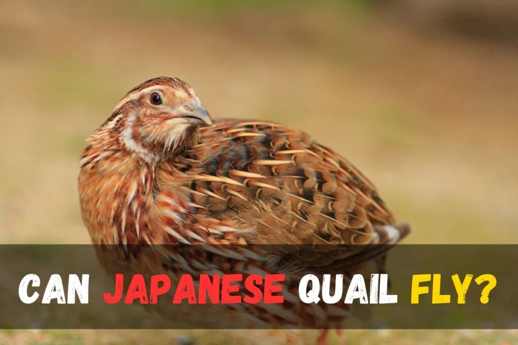 Can Japanese quail fly?