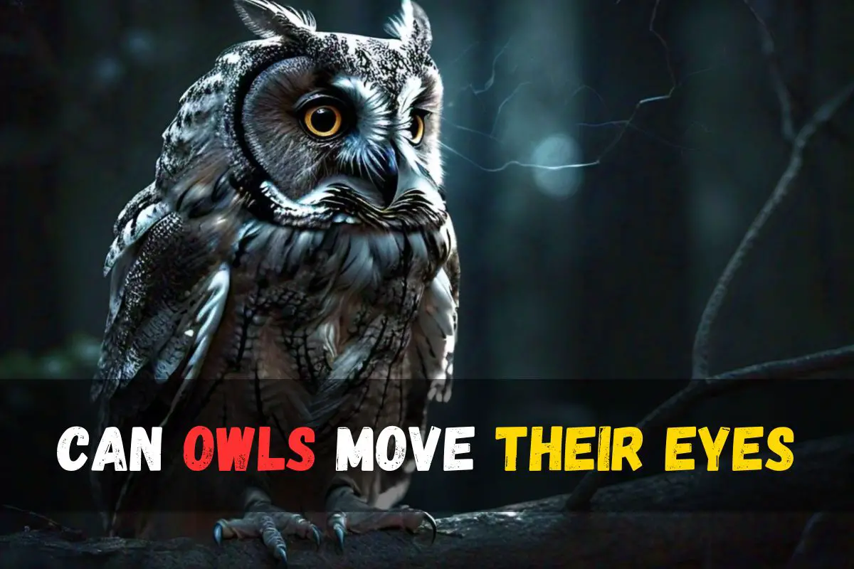 Can Owls Move Their Eyes? Discover Owl Eye Anatomy & Vision