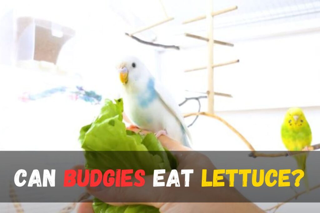 Can Budgies Eat Lettuce? Expert Advice and Nutritional Insights