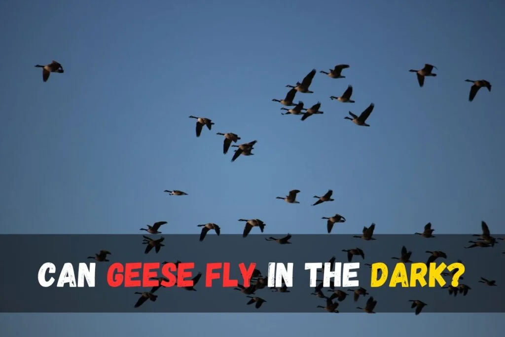 Can geese fly in the dark?