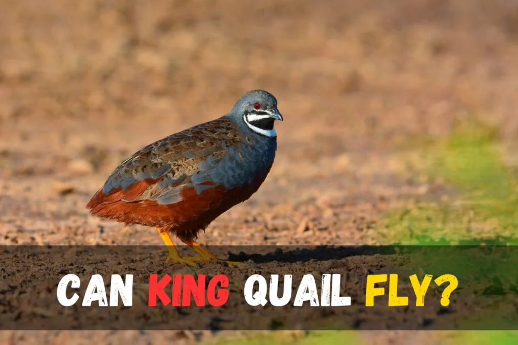 Can king quail fly?