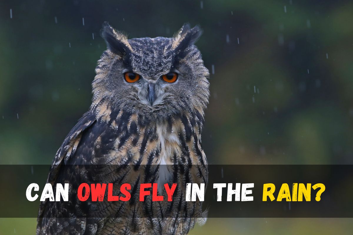 Can owls fly in the rain?