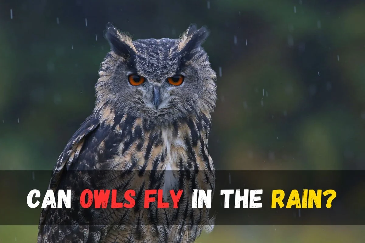 Can owls fly in the rain?