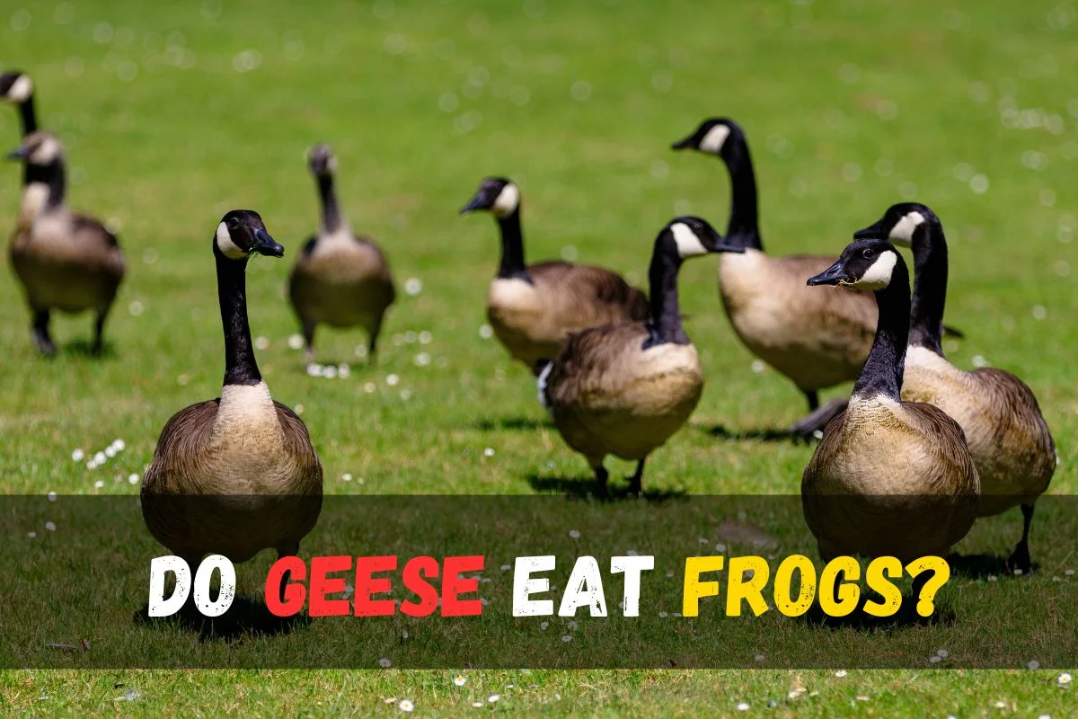 Do Geese Eat Frogs?
