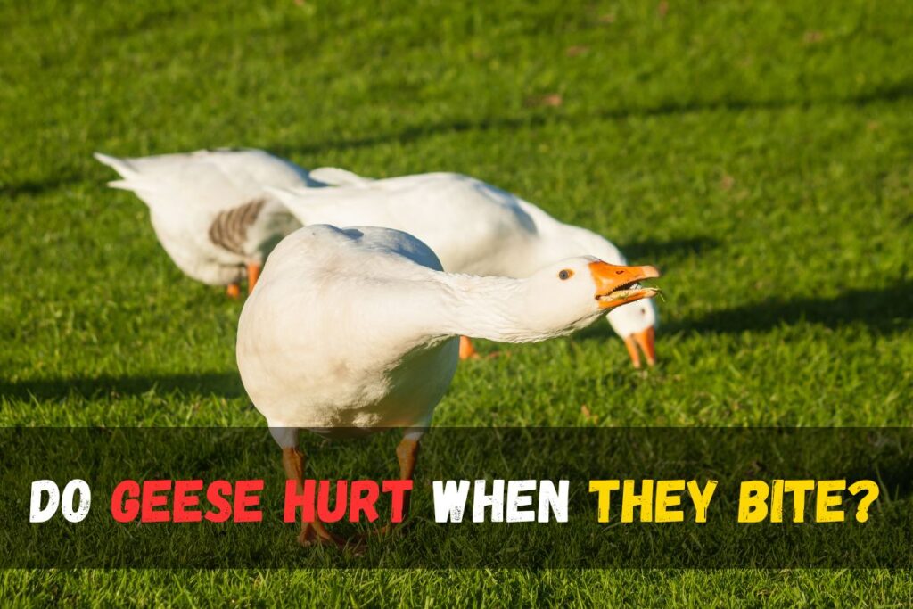 Why Do Geese Hiss? Discover the Fascinating Reasons