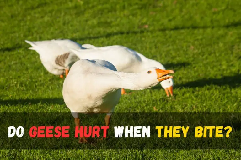 Why Do Geese Hiss? Discover the Fascinating Reasons