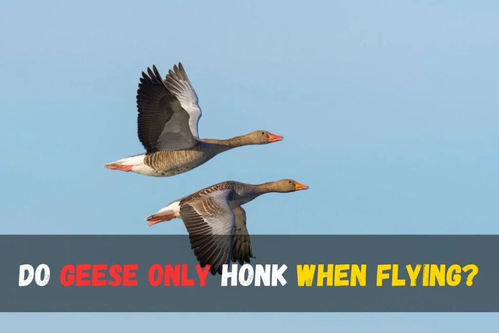 Do Geese Only Honk When Flying?