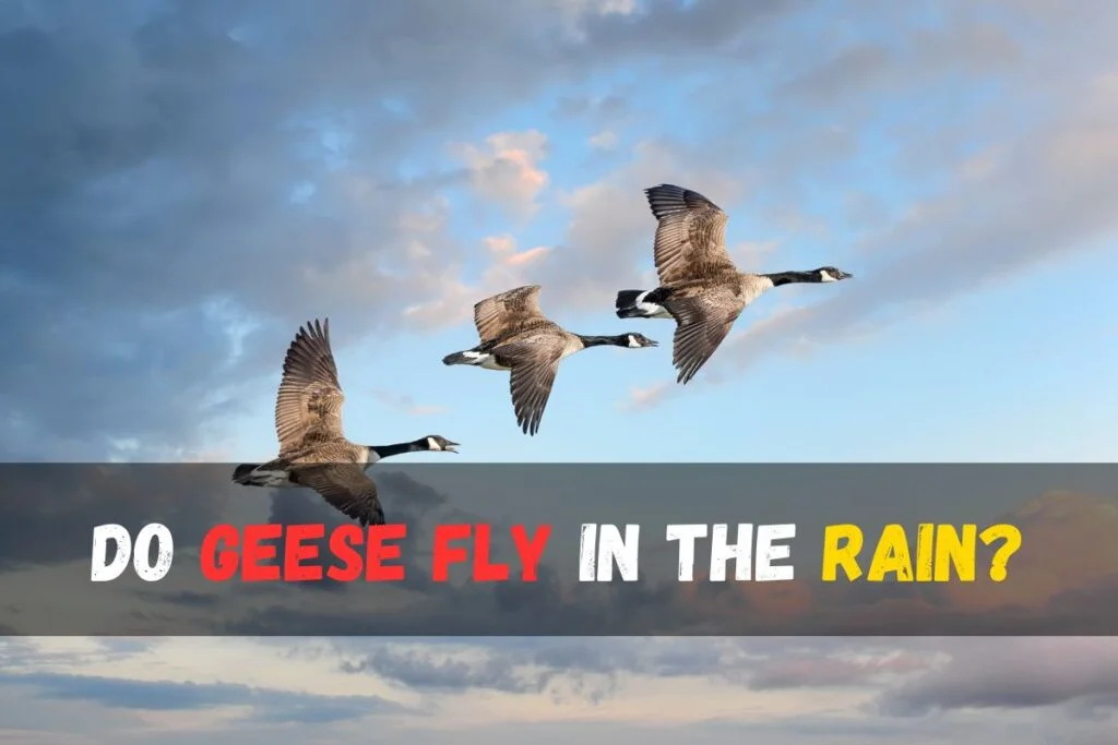 Do geese fly in the rain?