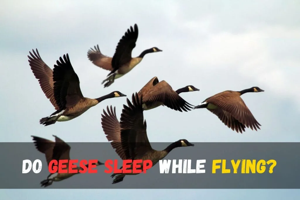 Do geese sleep while flying?
