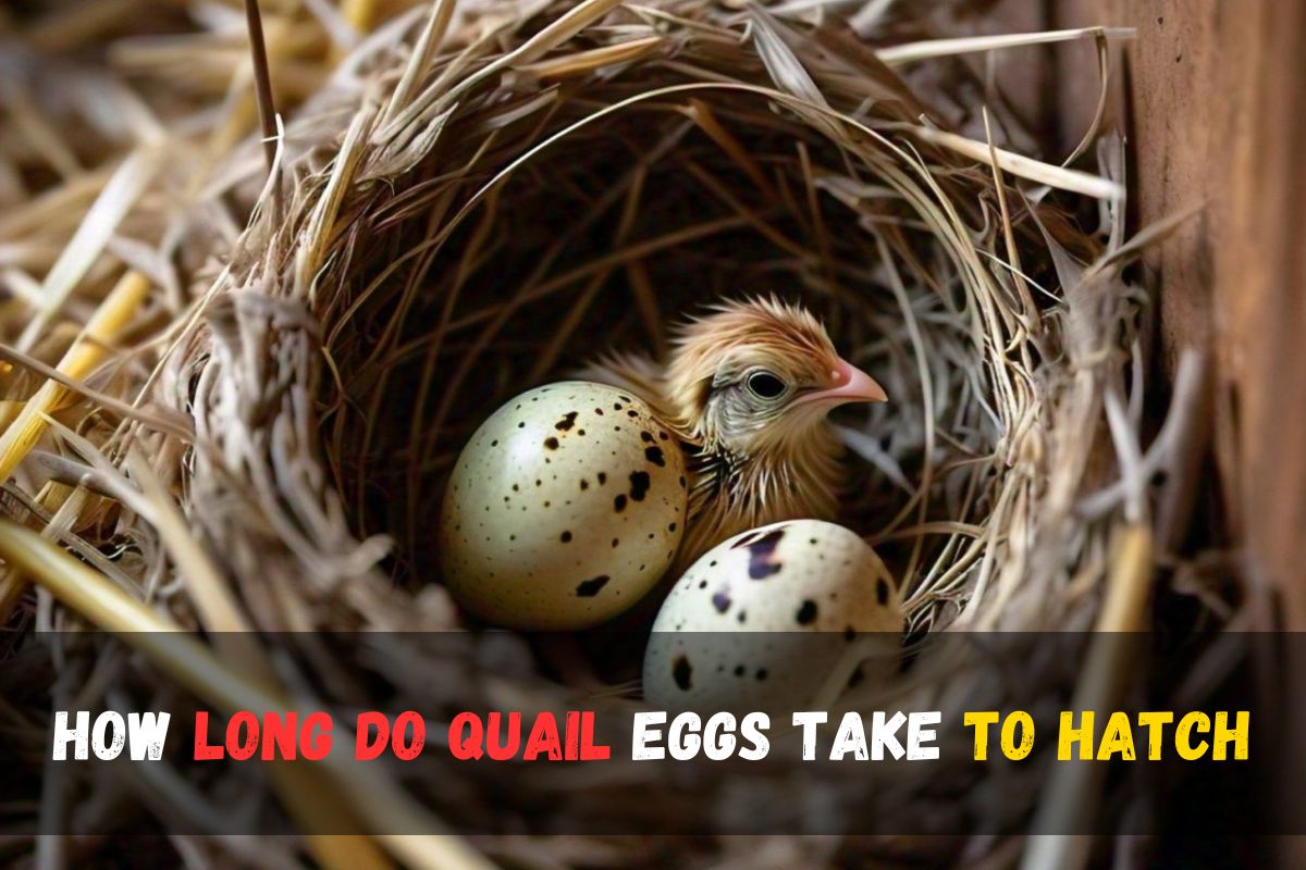 How Long Do Quail Eggs Take to Hatch